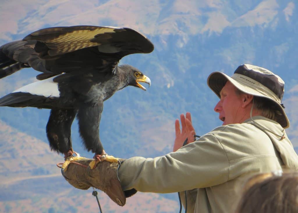 Aigle de verreaux au Parc Drakensberg