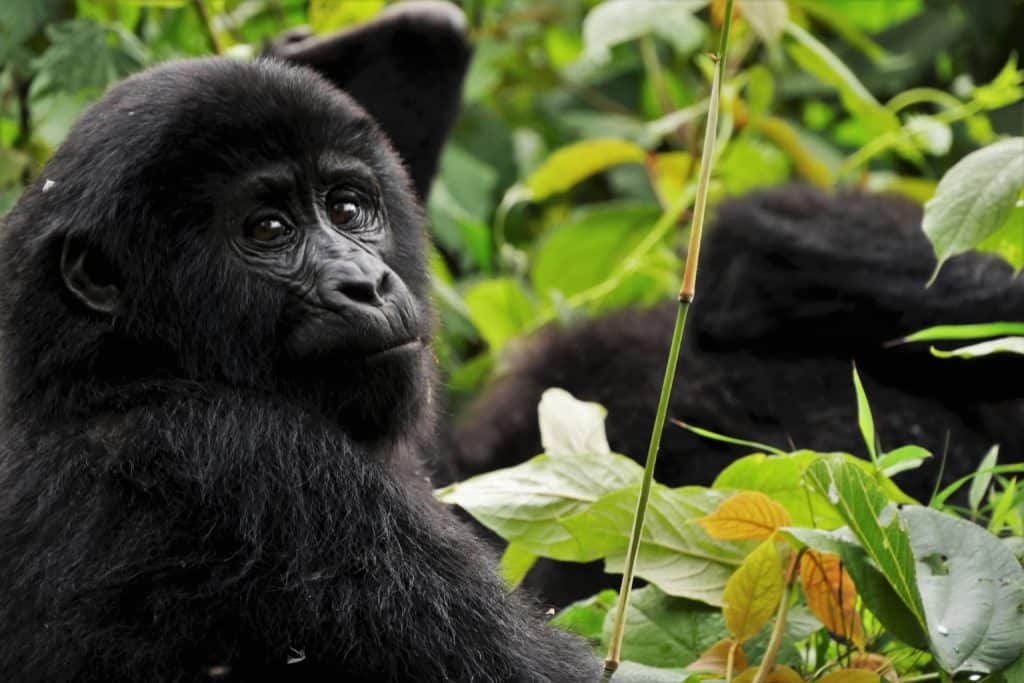 Safari en Ouganda - Forêt impénétrable de Bwindi