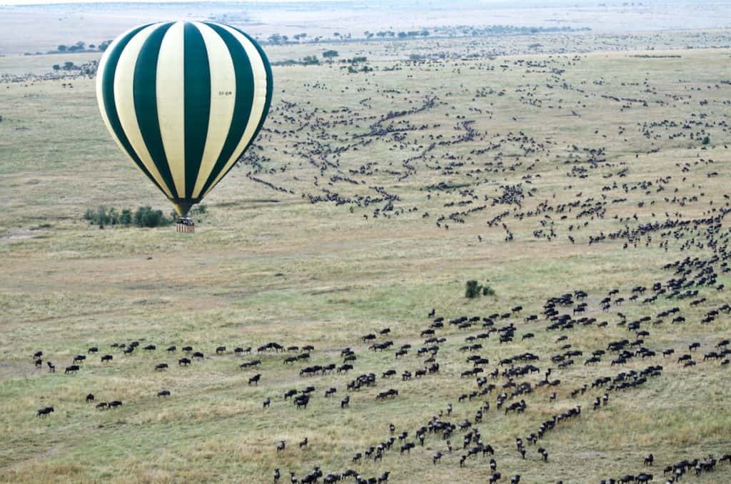 Safari au Kenya