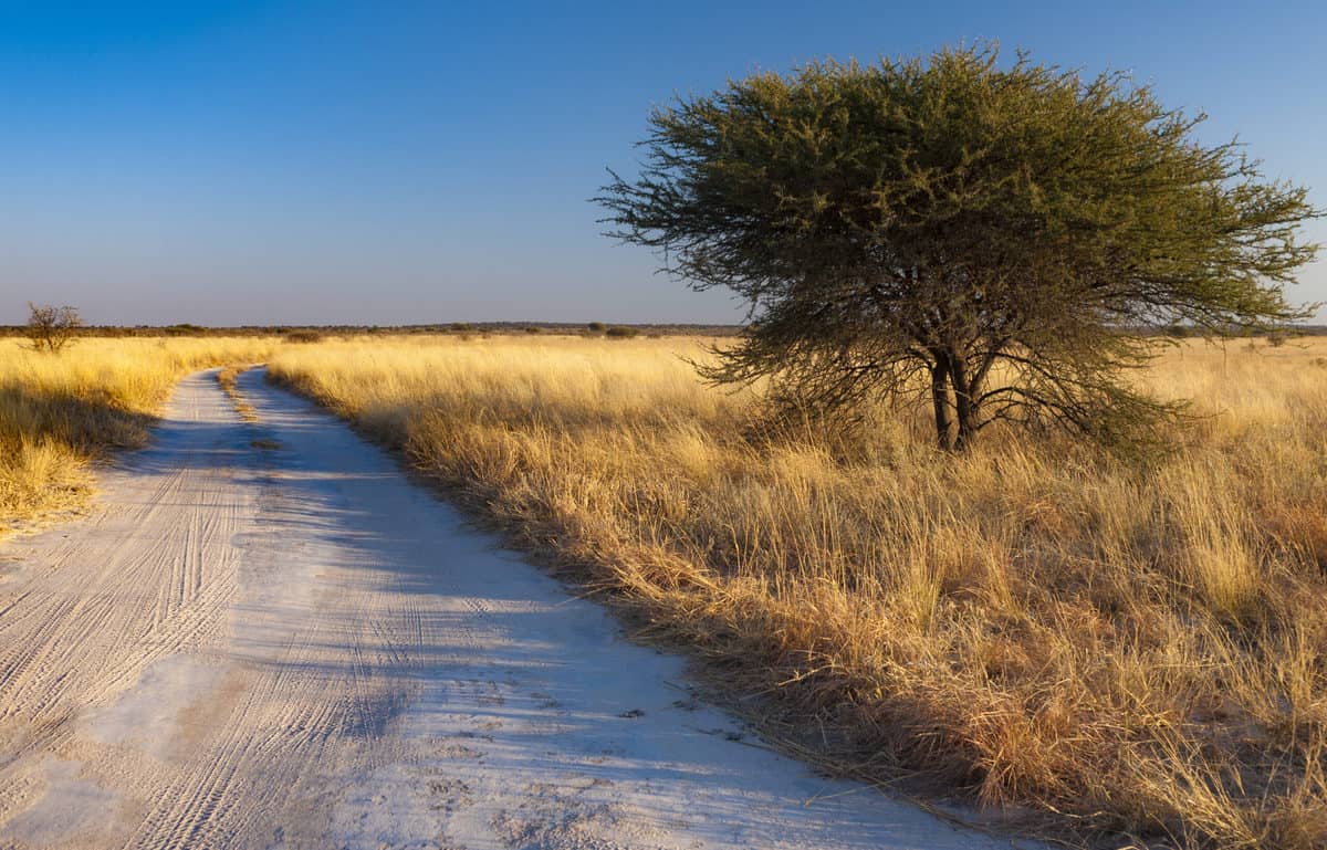 Central Kalahari Game Reserve Guide, Tarifs & Météo [2024]
