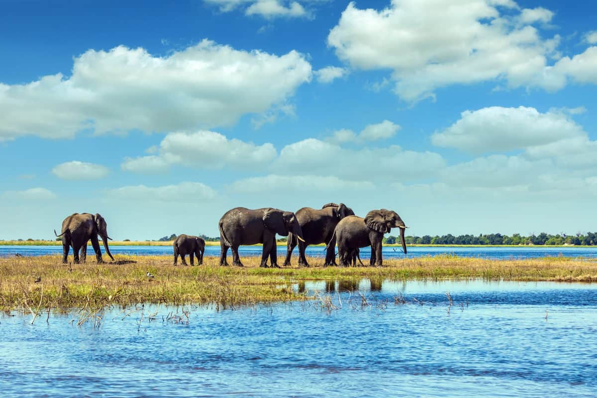 Delta de l'Okavango | Guide Safari, Tarifs & Météo [2026]
