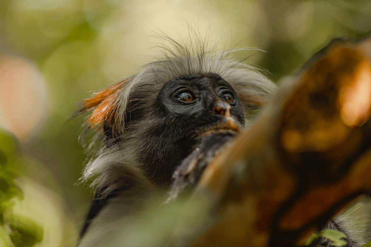 singe colobe rouge