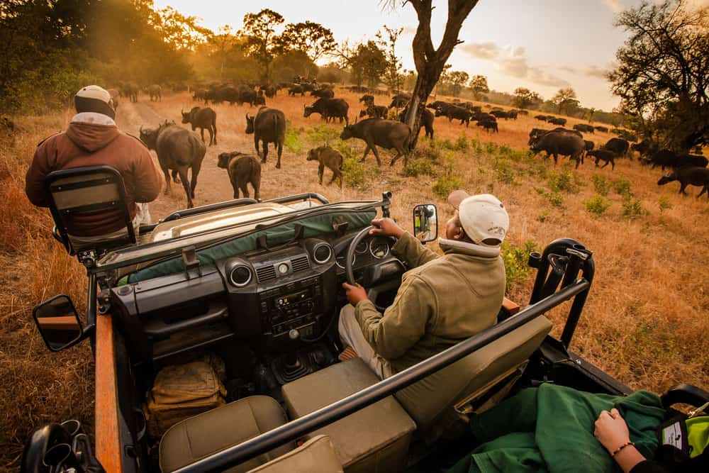 Sabi Sabi Lodge - Excursion