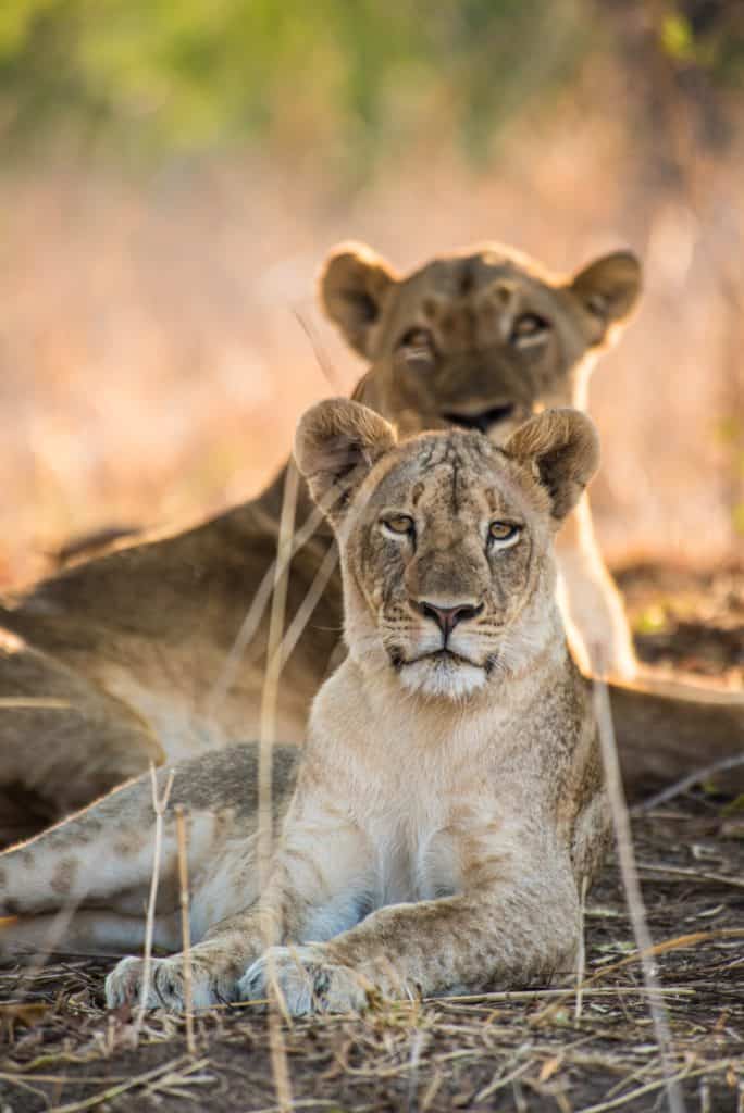Safari en Zambie - Lionnesses