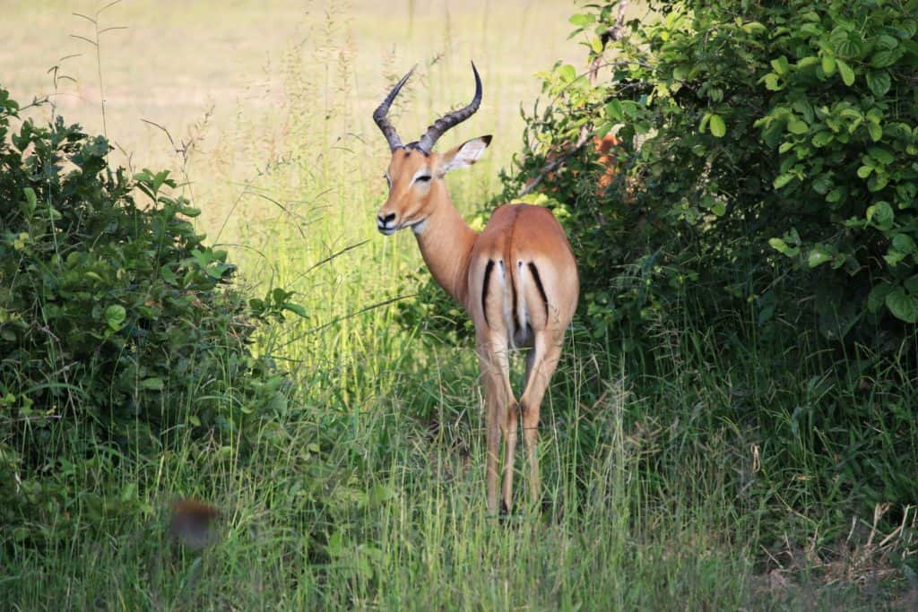 Safari en Zambie - Parc national de South Luangwa