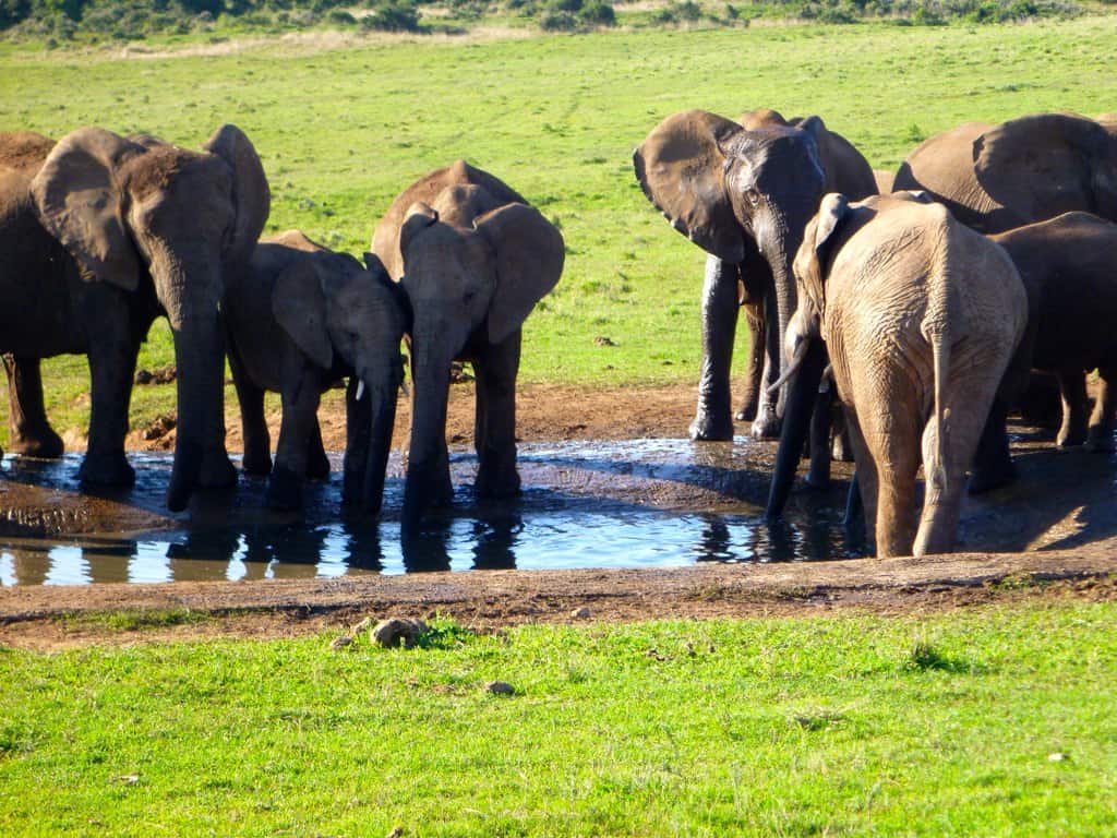 Addo Elephant Park | Guide Complet, Tarifs & Météo [2022]