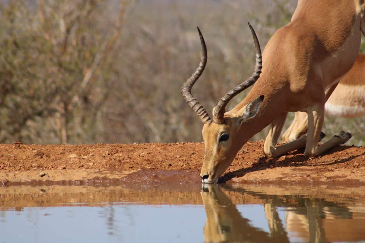 antilope Banhine 