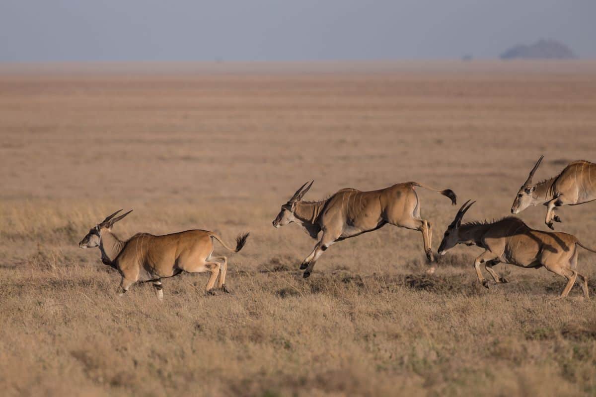 antilope au parc national de chimanimani