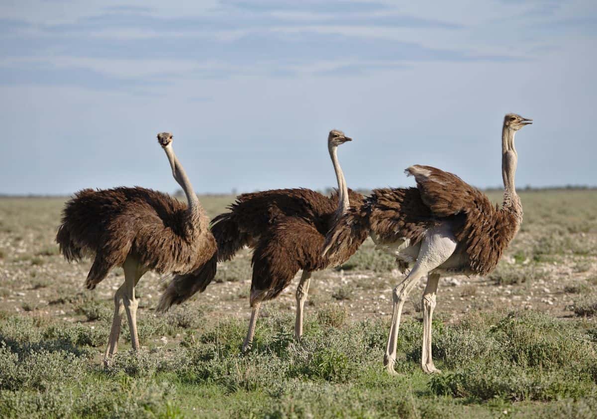 autruches du parc national de Mkomai