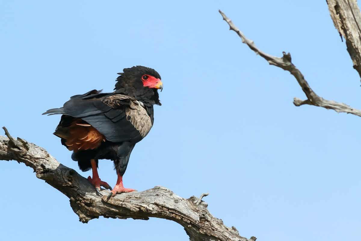 bateleur limpopo