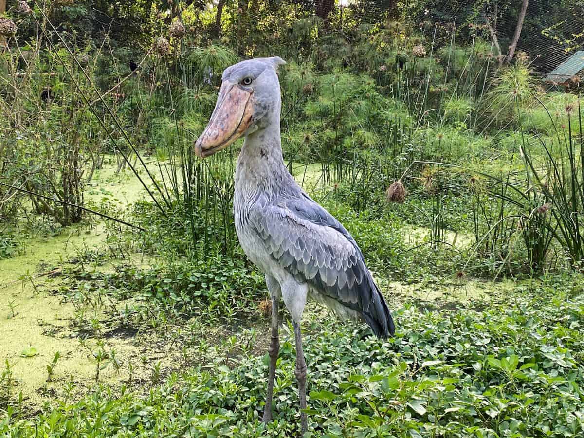 Shoebill Stork