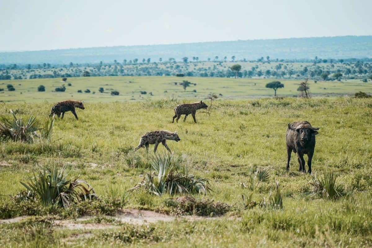 buffles Mkomazi
