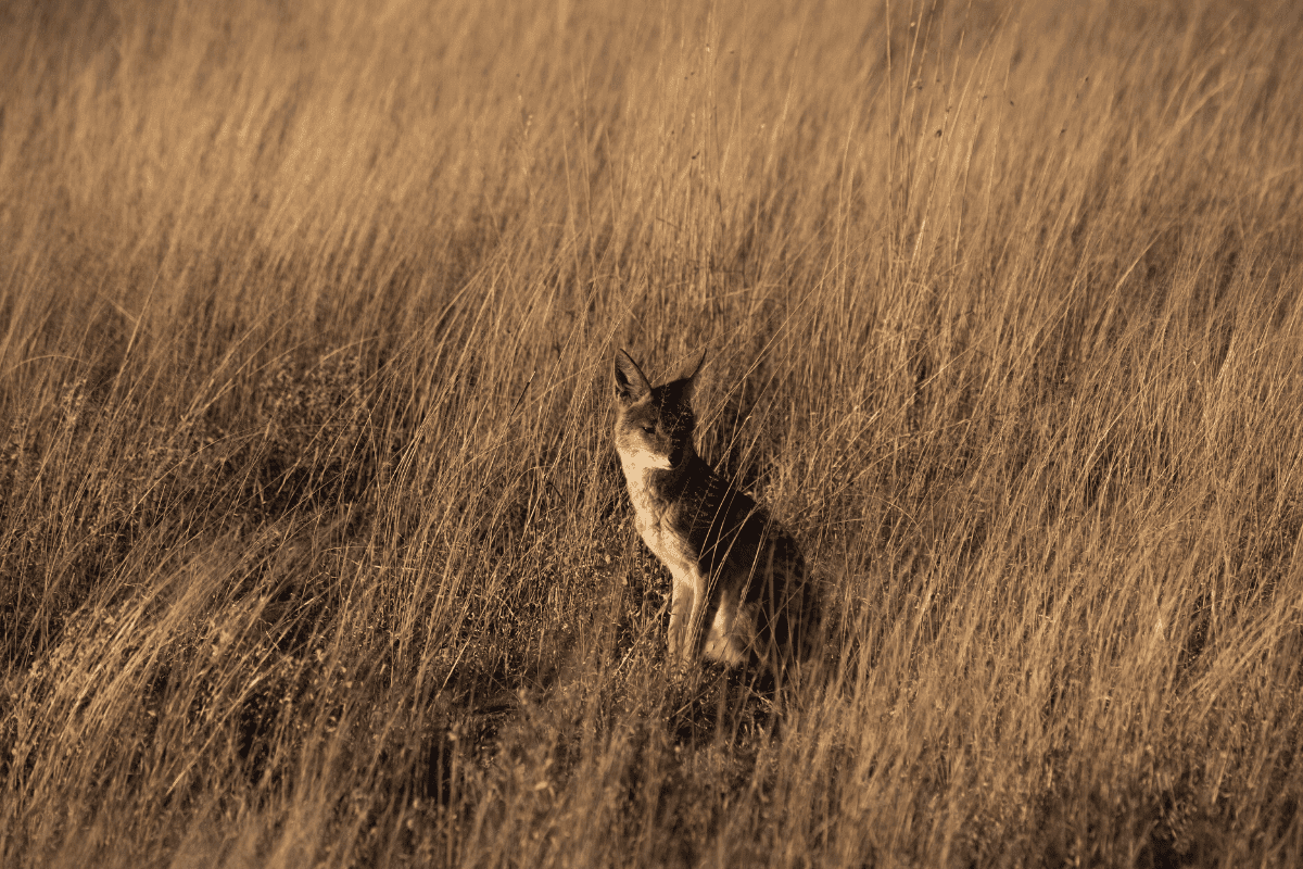 Le chacal du Kalahari