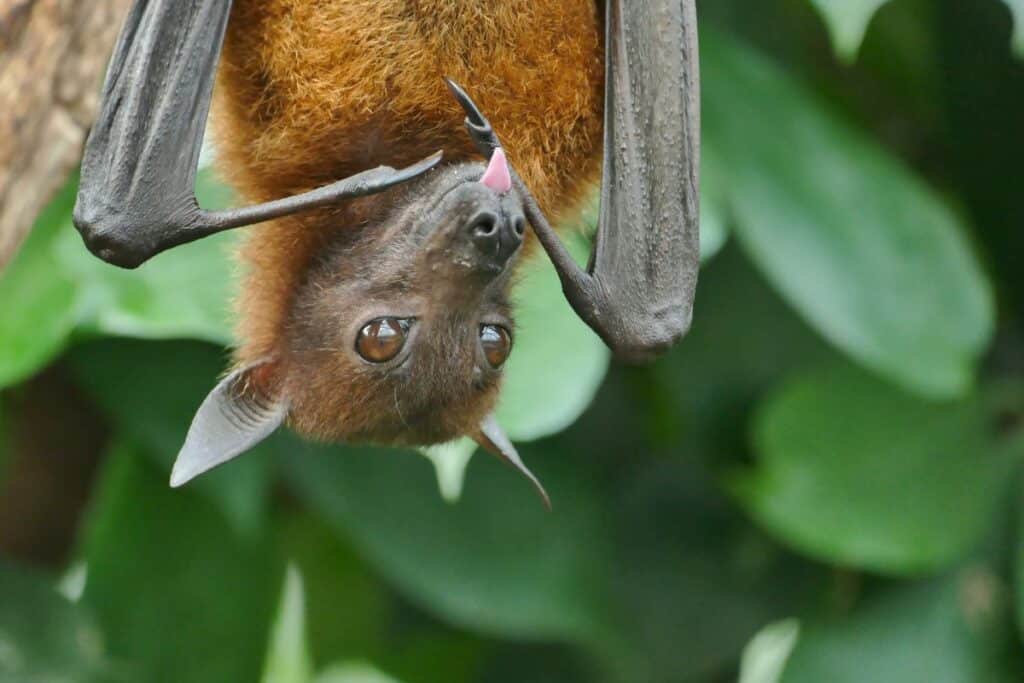 chauve souris couleur de paille Kansanka