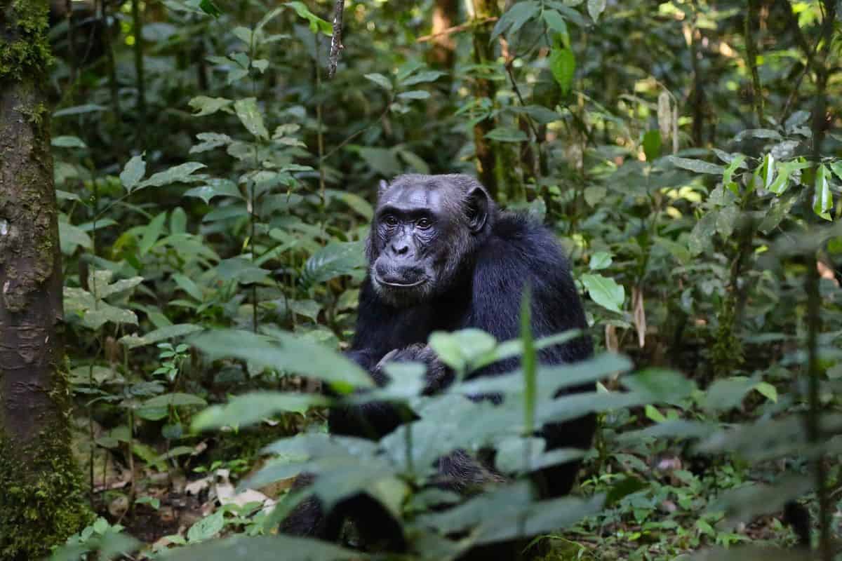 Chimpanzé au Nyungwe