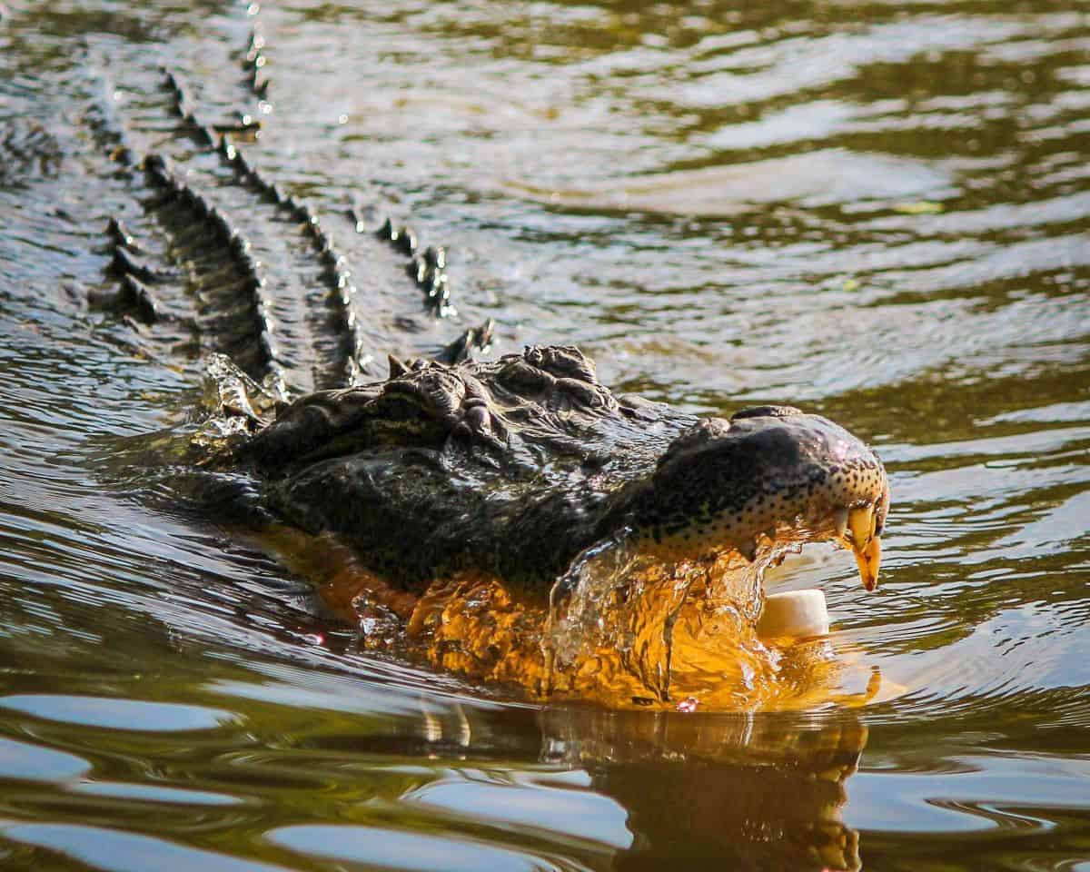 croccodile kasanka