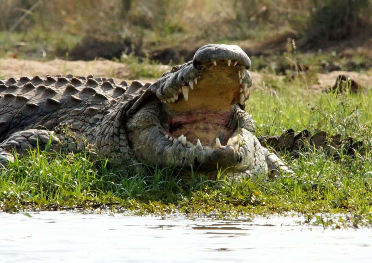 crocodiles au Parc National de Mana Pools