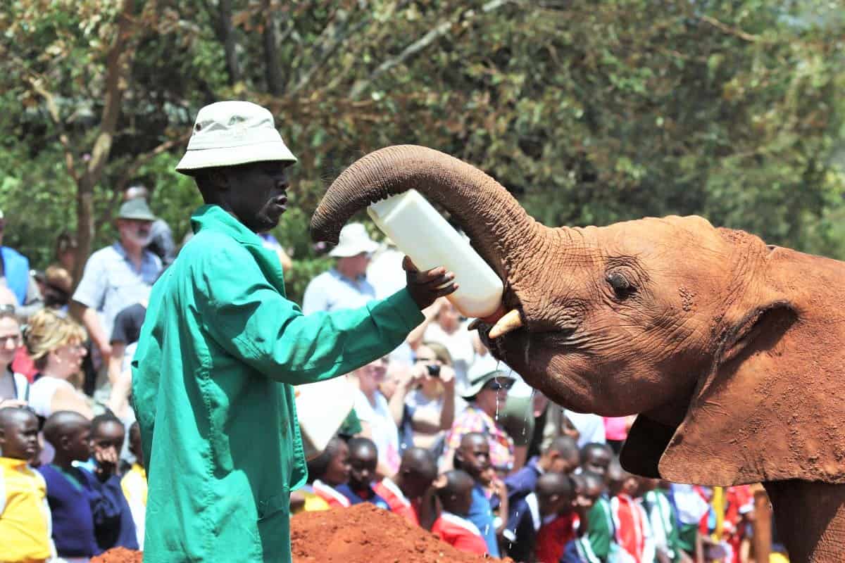 David Sheldrick Wildlife Trust au parc de Nairobi