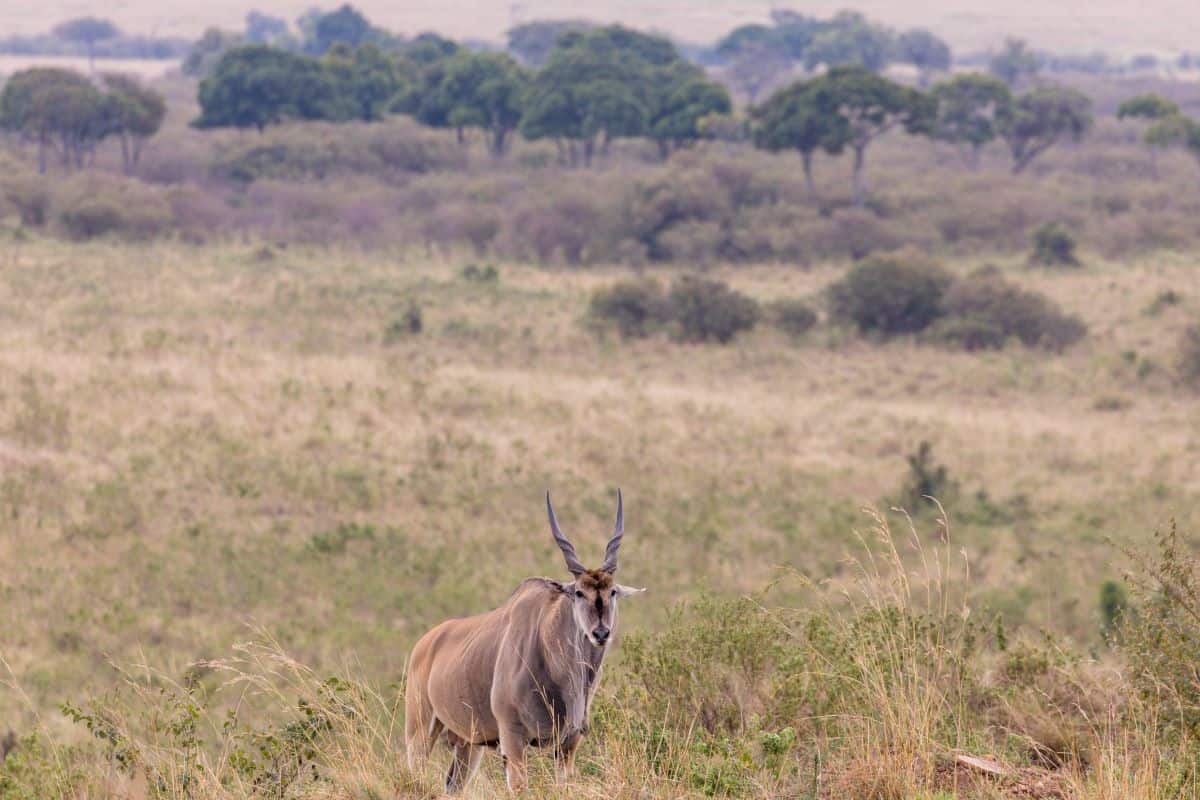 éland de Mkomazi