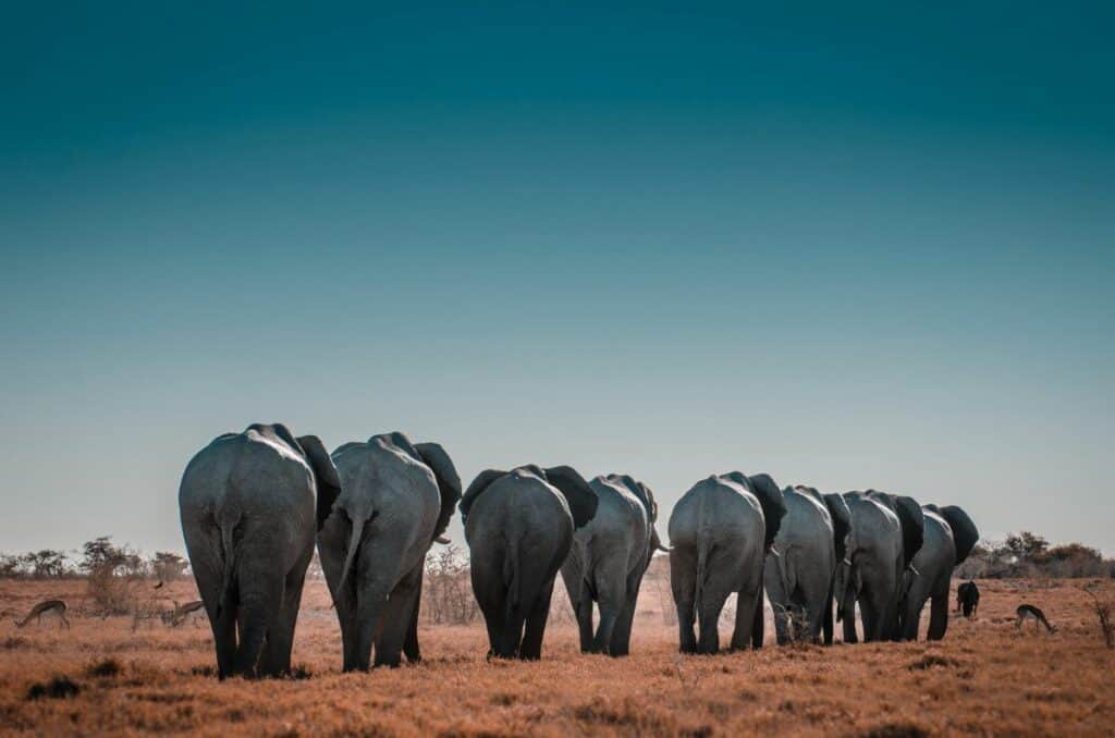 elephants afrique