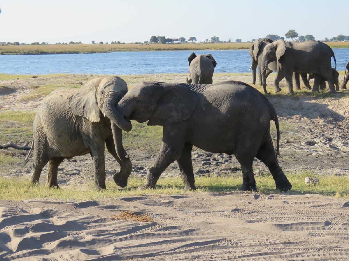 Parc National de Chobe | Guide Complet, Tarifs & Météo [2023]