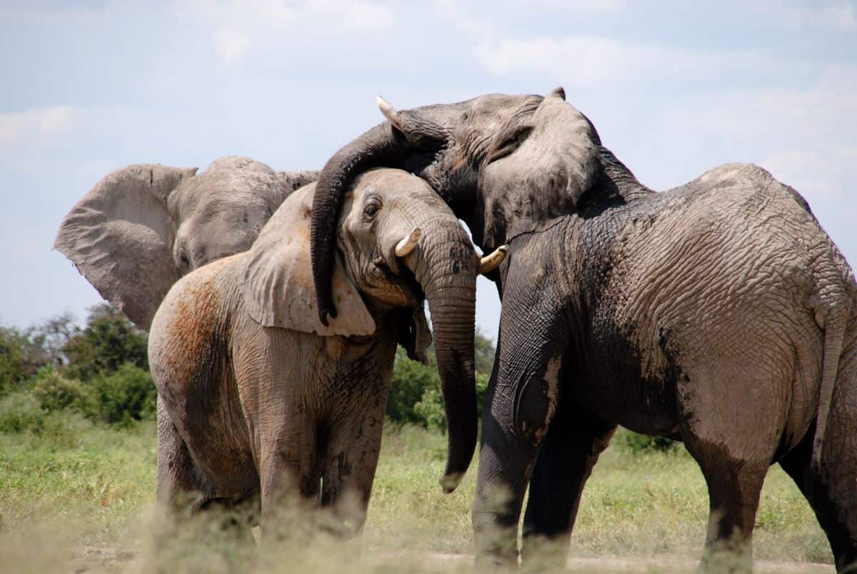 éléphants au parc natioal de Gorongosa