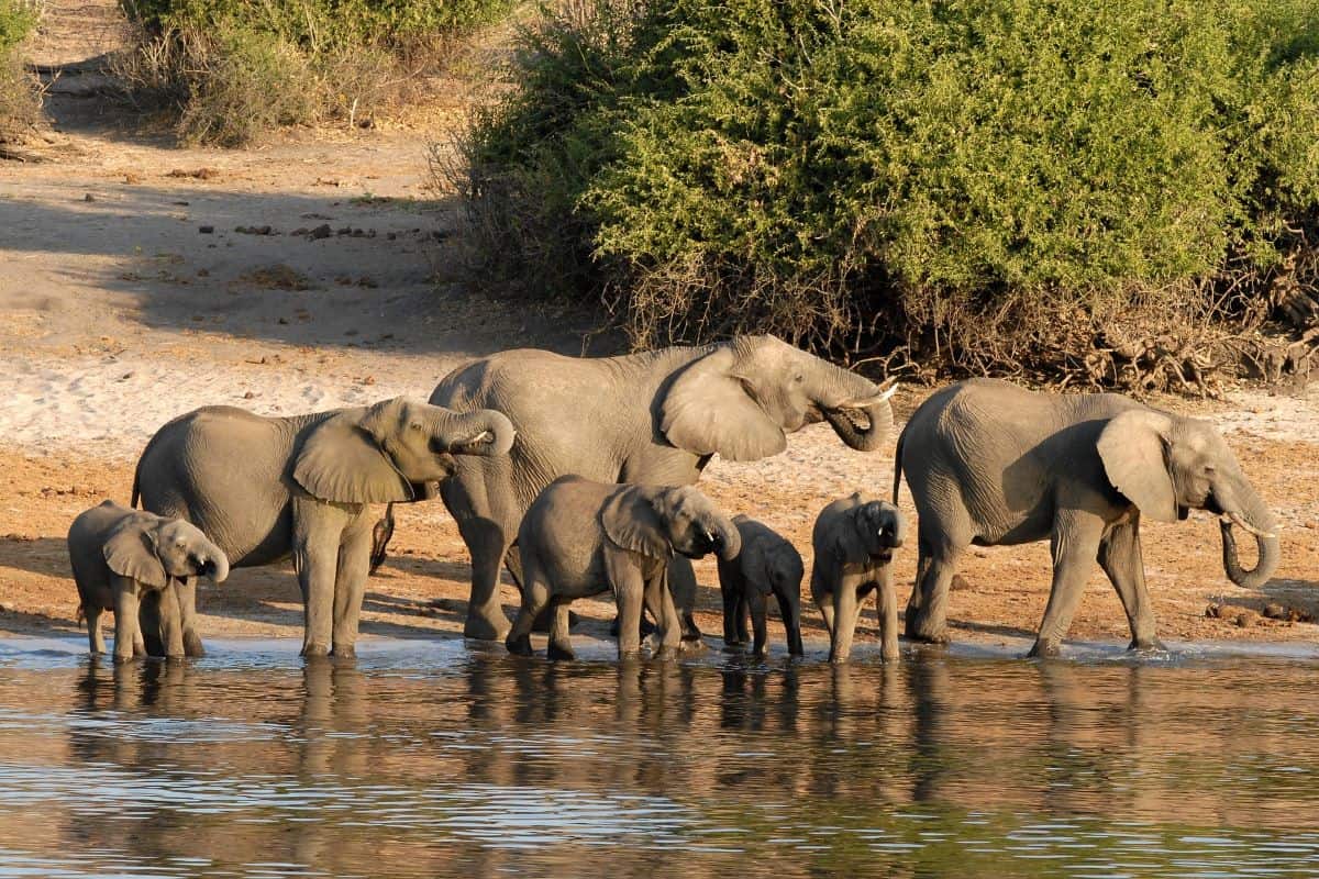 famille d'éléphants au Nyerere