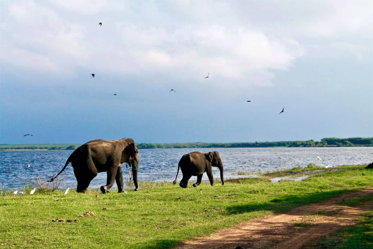 éléphants du Malawi