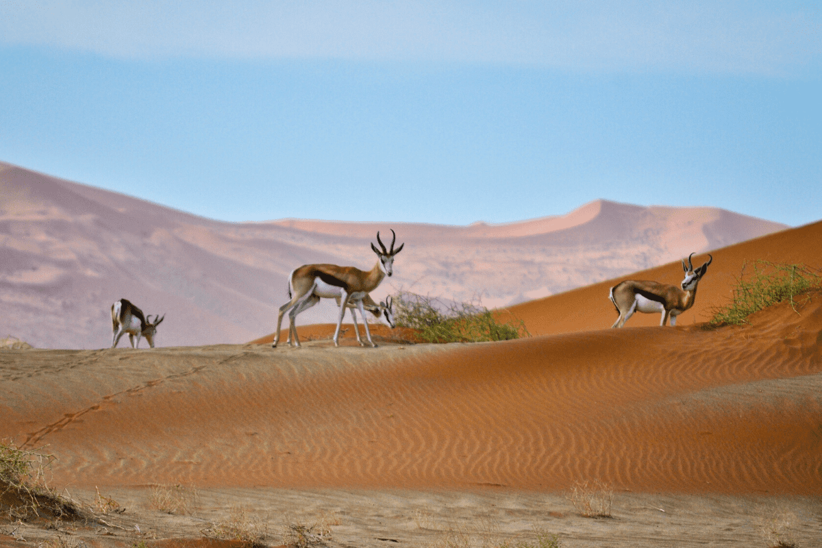 Les gazelles Springbok du Kalahari