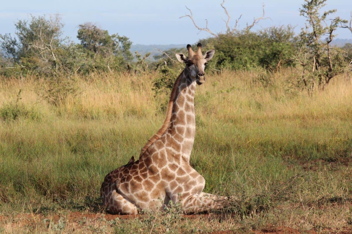 girafe au parc de mana pools