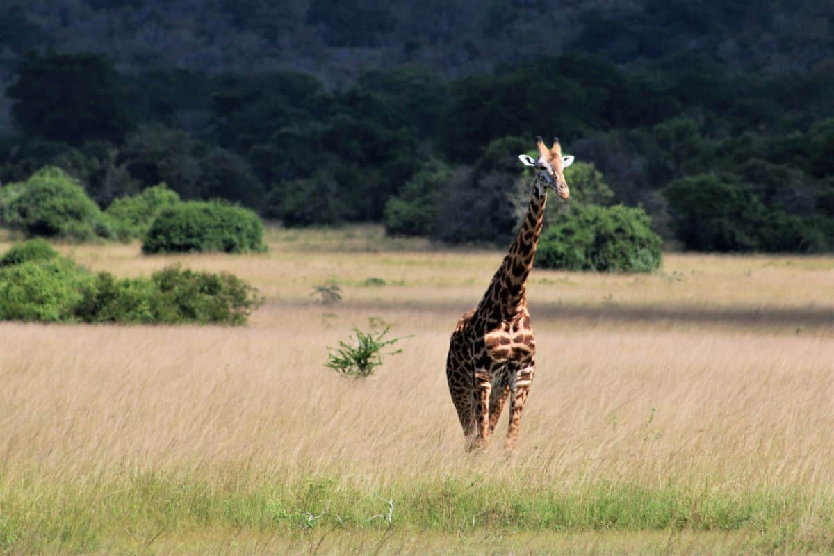 girafe au Rwanda