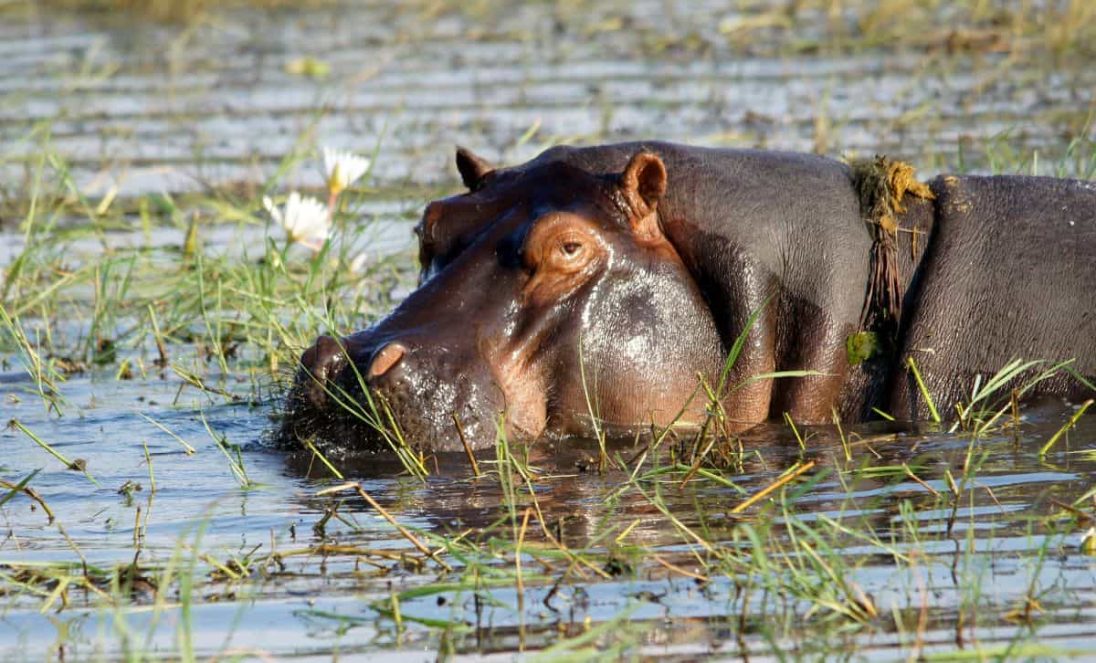 hippopotame au lac de Mana Pools 