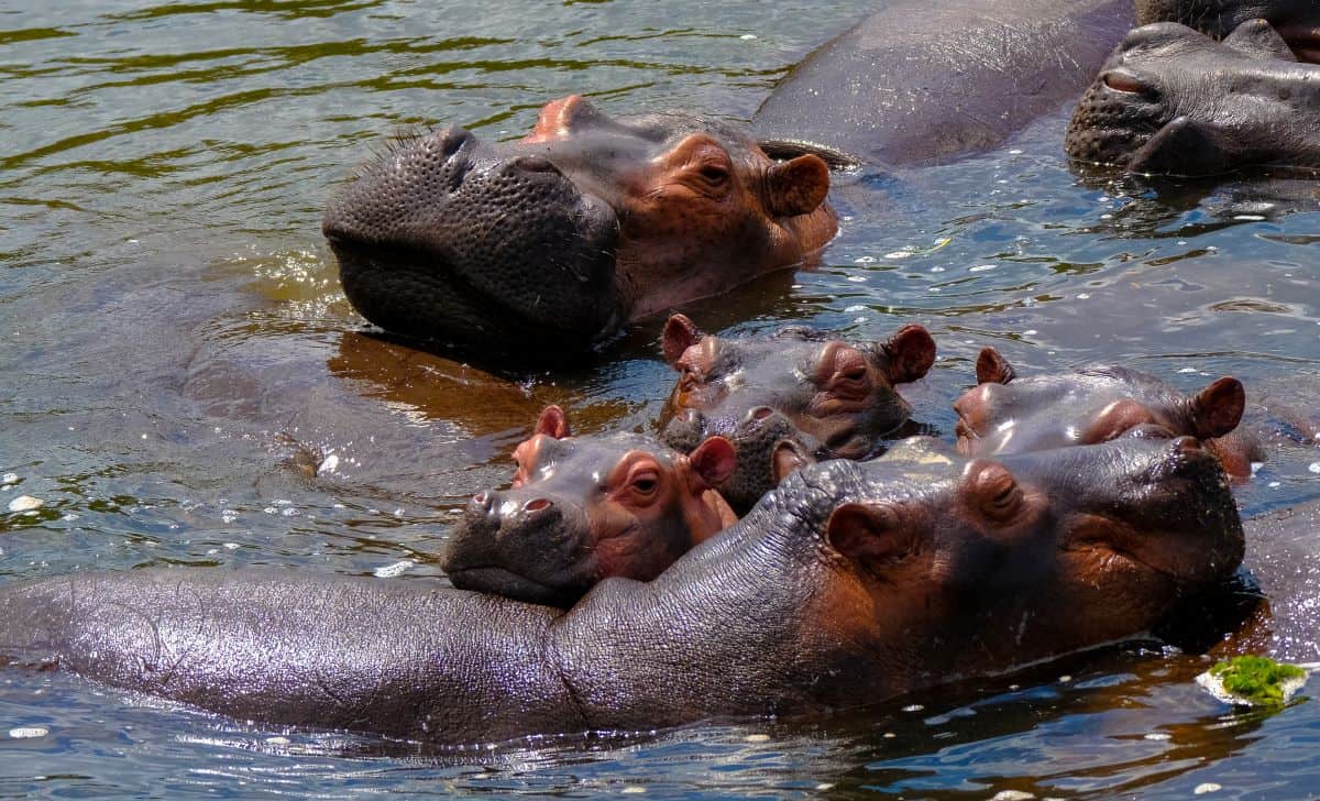 hippopotames fleuve zambezi