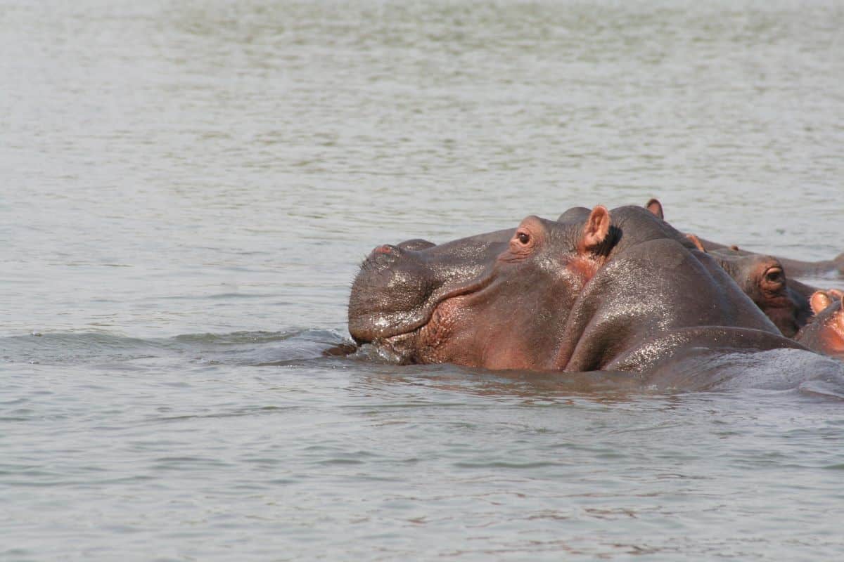 Hippopotames à la rivière Shire
