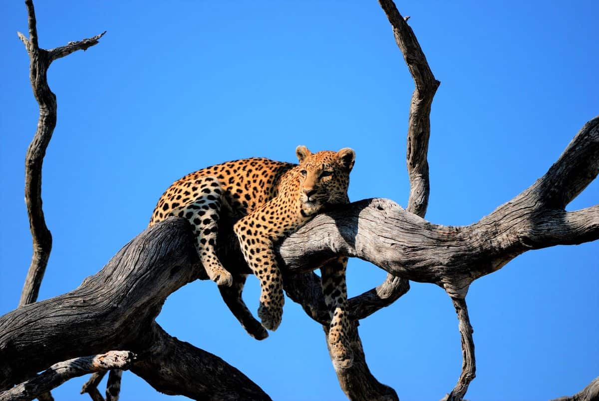 Léopard au Chimanimani national park