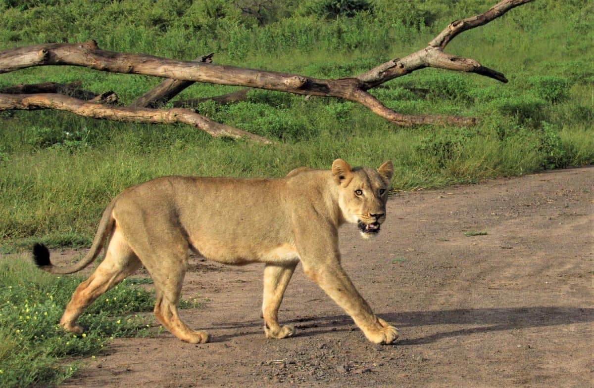 lion zimbabwe