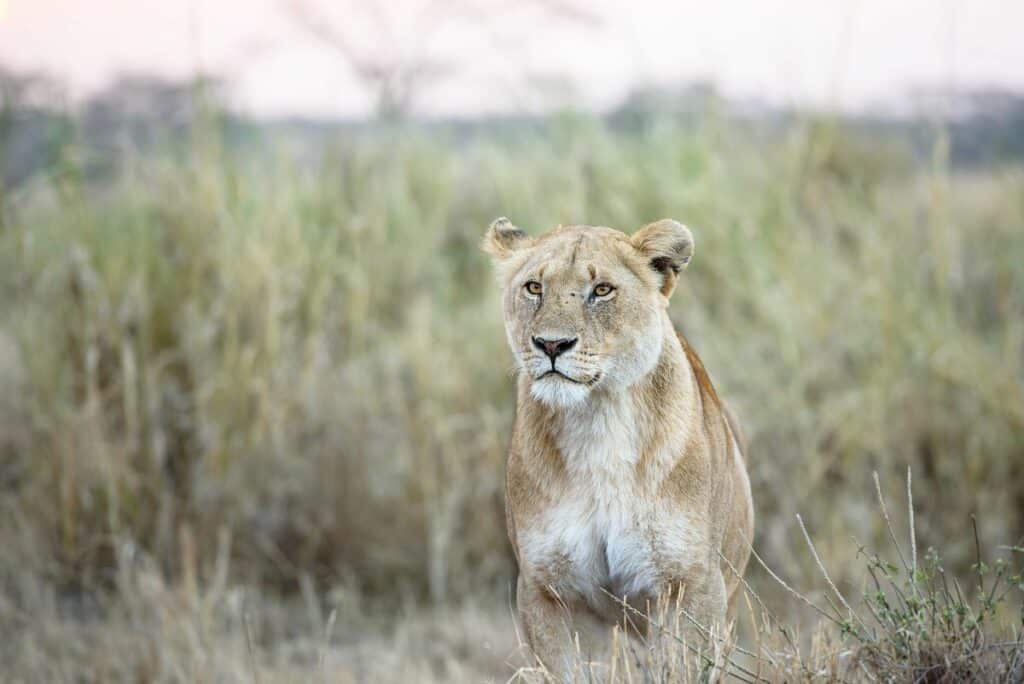 Une lionne du parc national de South Luangwa