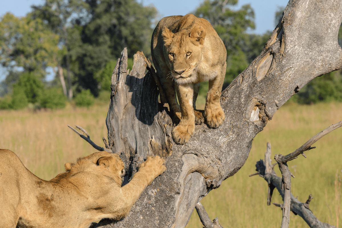 Les lions du Kalahari