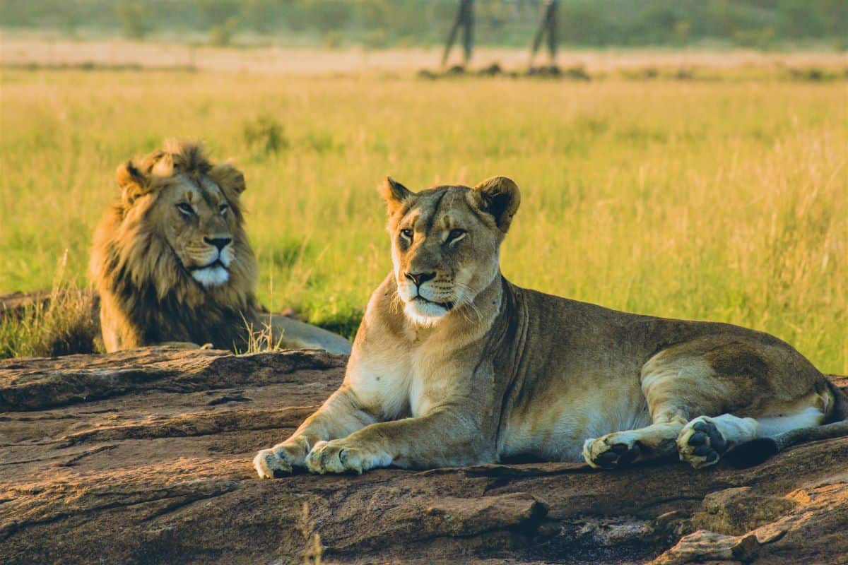 lions au parc national de khaudum