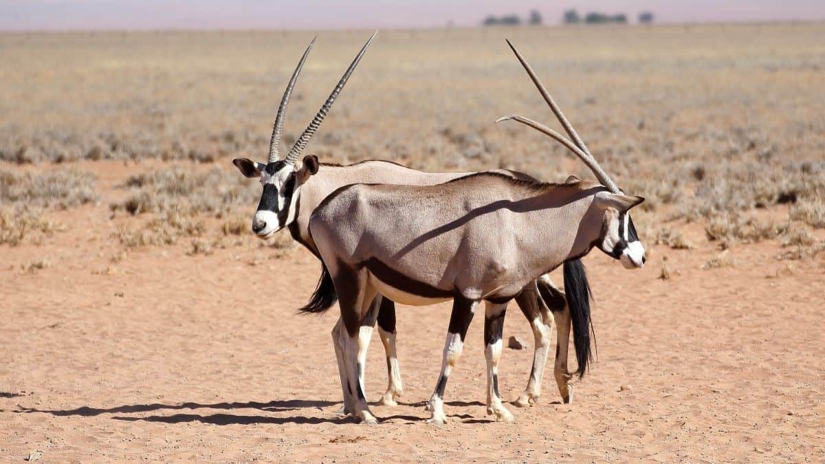 oryx au parc national de khaudum