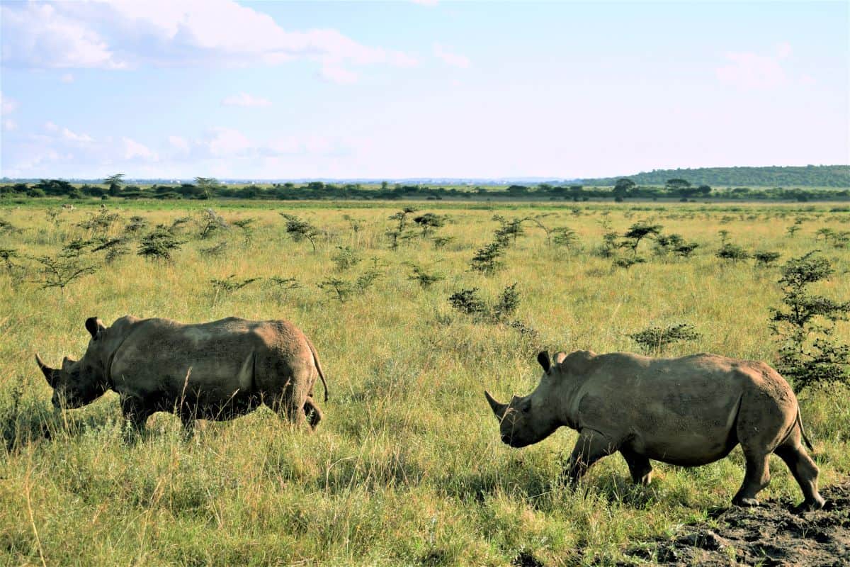 rhinocéros de Nairobi