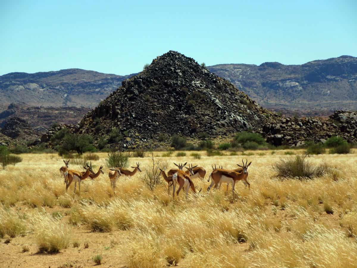 Les springbok du parc national d'Augrabies falls