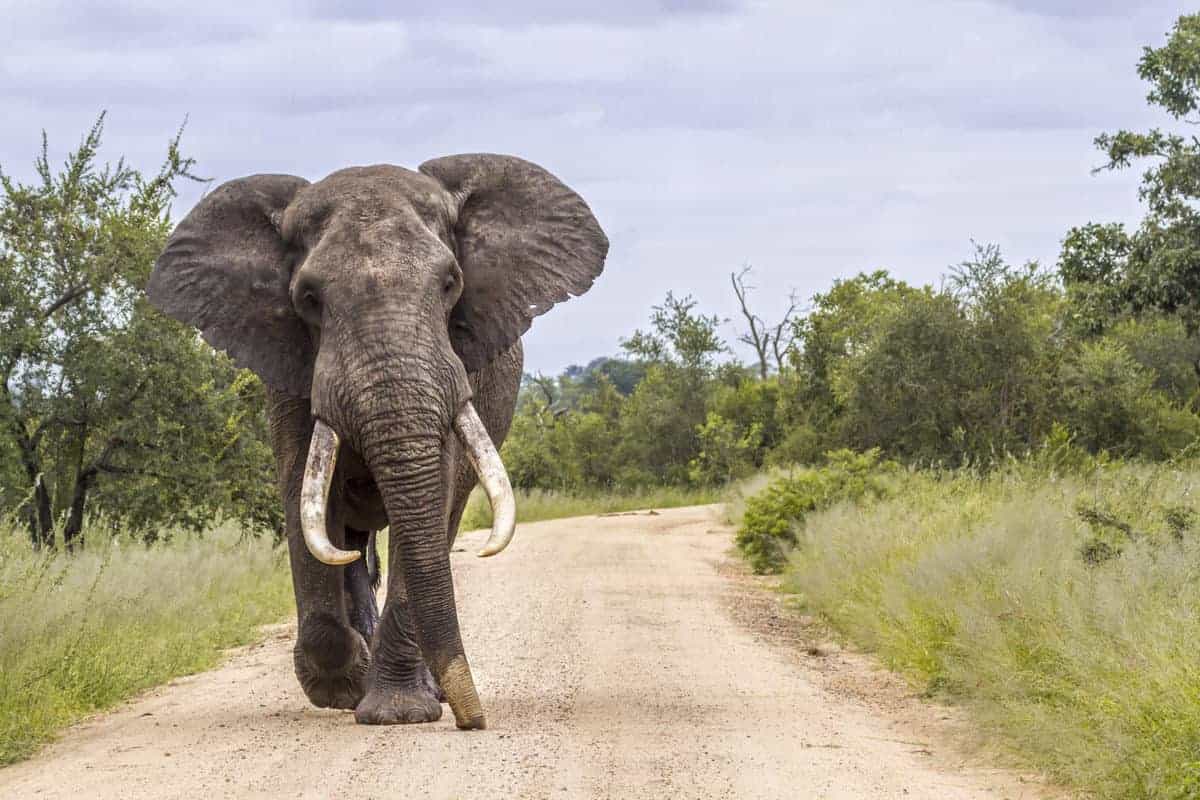 Tanzanie ou Afrique du Sud Quel est le Meilleur Safari