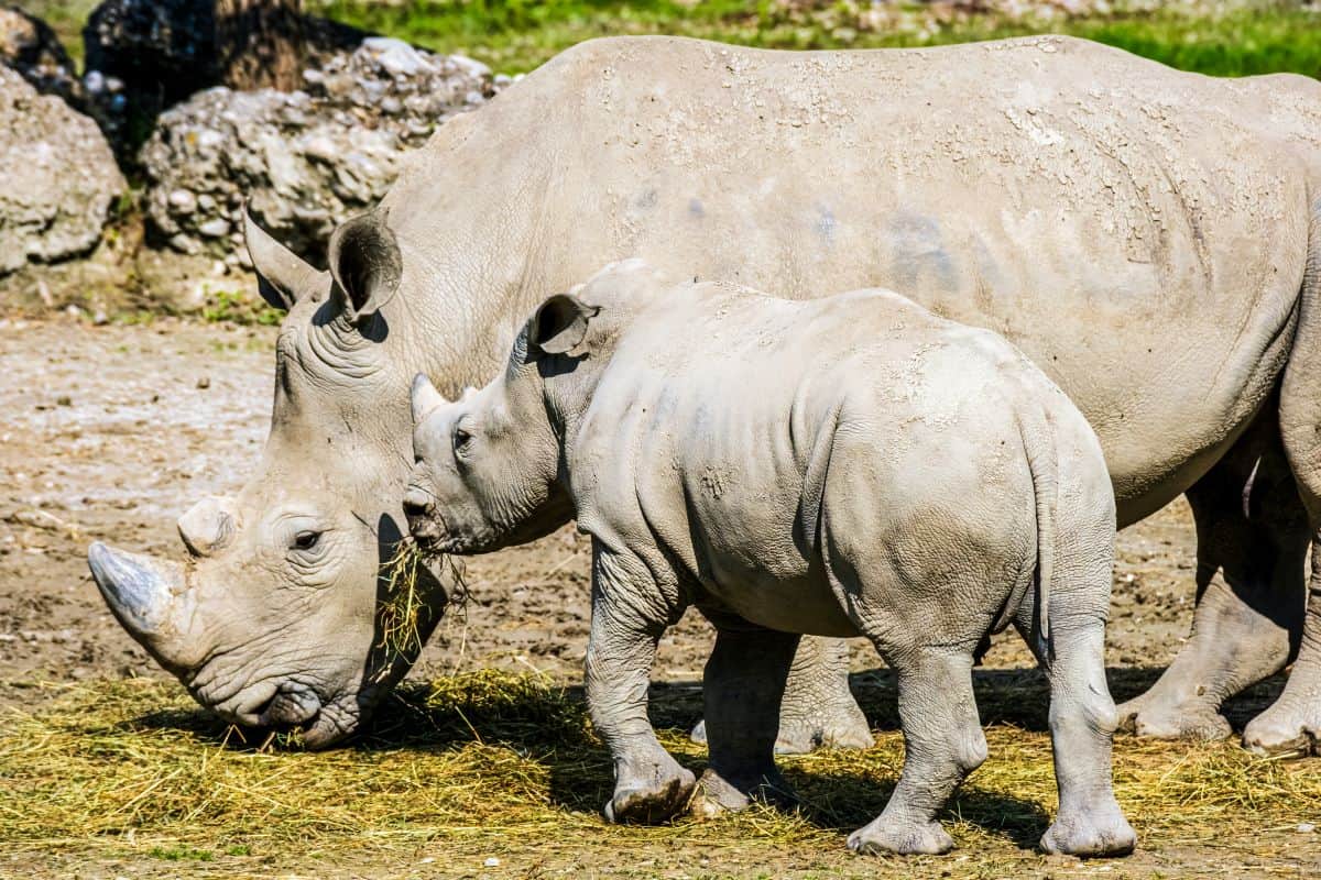 rhinocéros blancs au khama rhino sanctuary