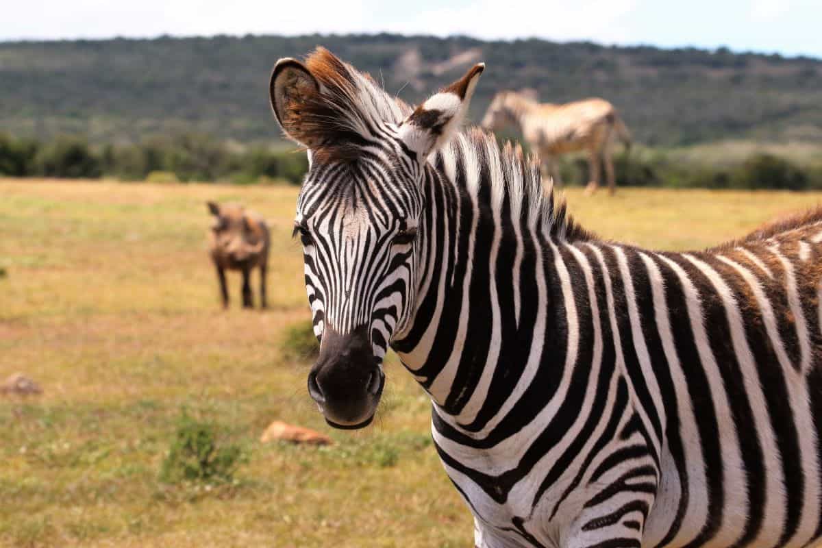 zèbre au parc national de Camdeboo