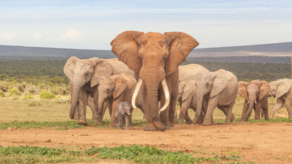 Addo Elephant National Park elephants go for a walk