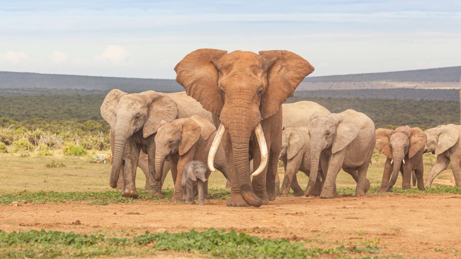 Addo Elephant National Park Elephant Herd
