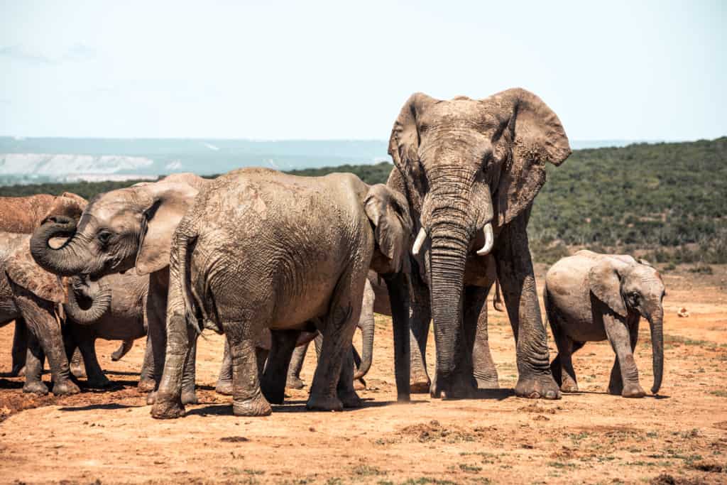 Addo Elephant National Park elephants