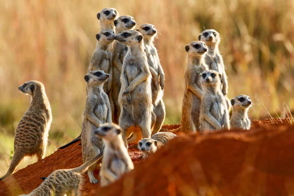 Addo Elephant National Park meerkats