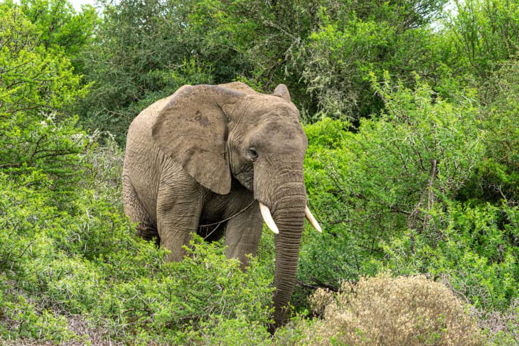 Amakhala Game Reserve elephant